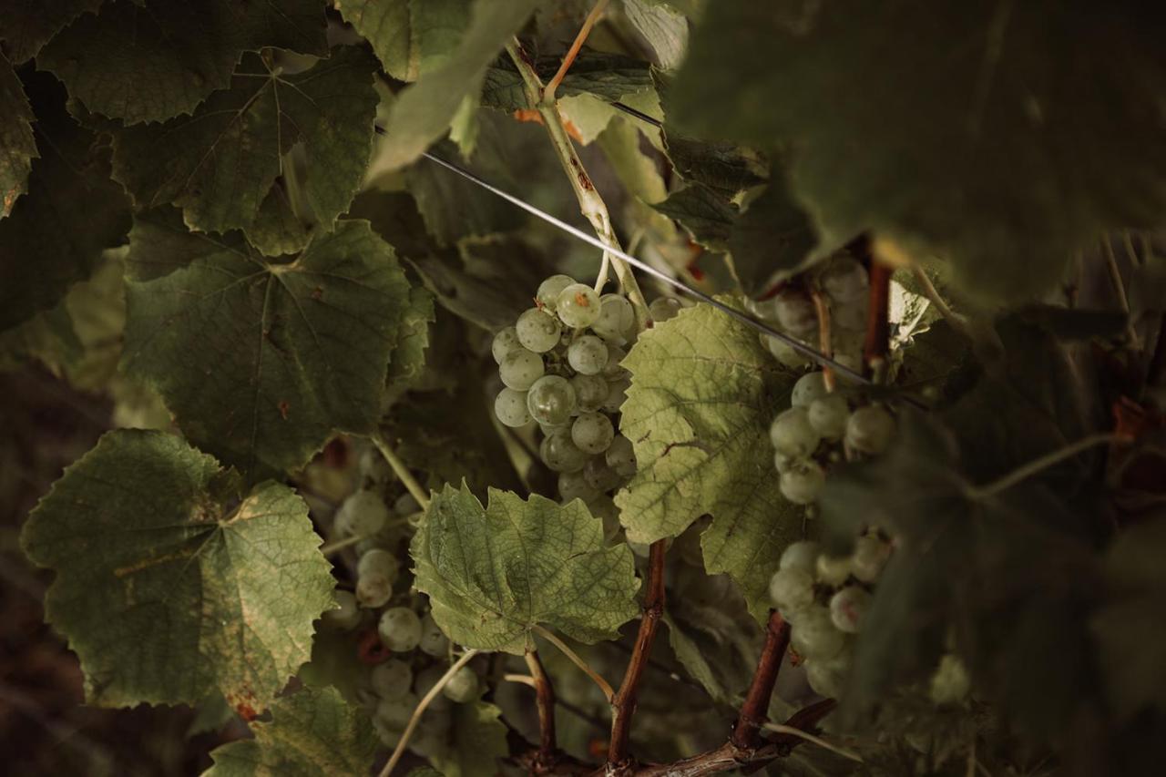 Weingut Kollerhof Am Eichberg Villa ลอยช์ชาค ภายนอก รูปภาพ